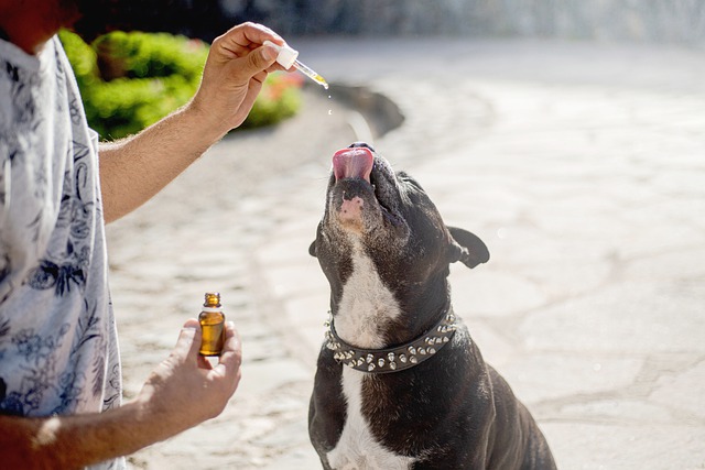 How Long Does CBD Oil Last For Anxiety In Dogs?